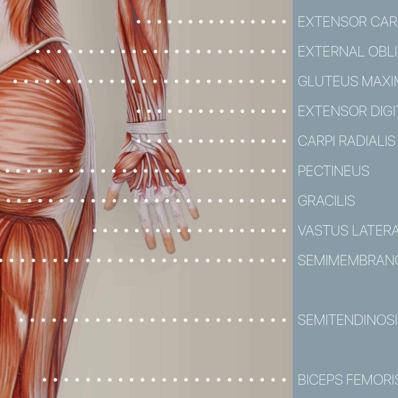 Muscular System