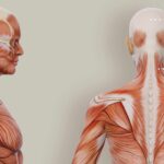 muscular sys posterior zoom 03 – Premium Anatomy Chart by educare.design