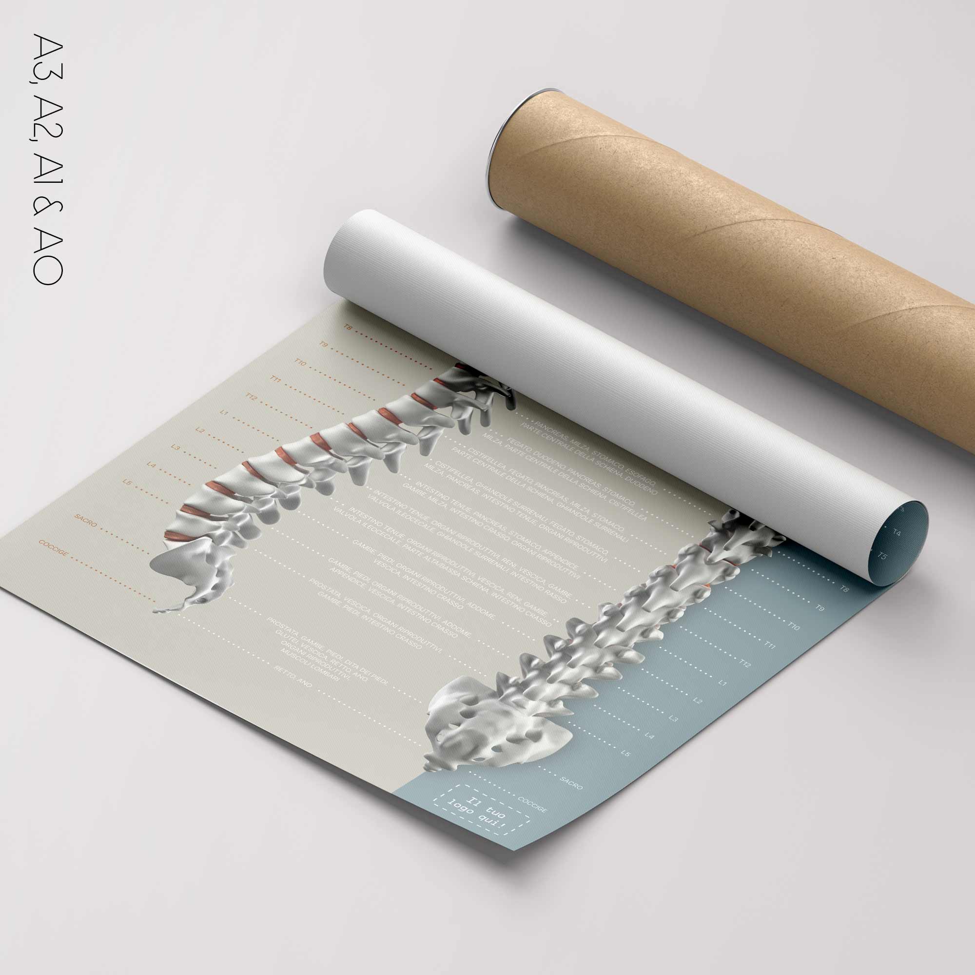 Spinal Nerves Function