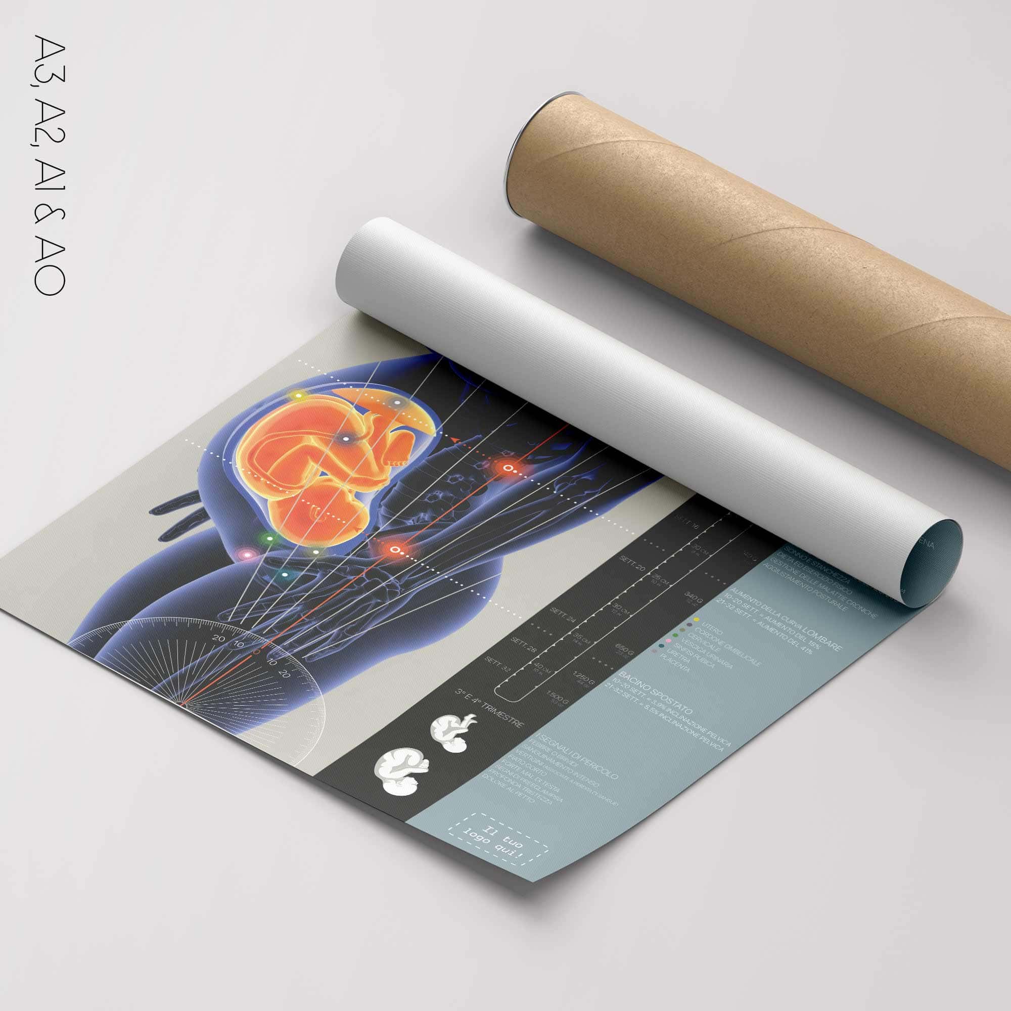 Pregnancy and Postural Changes