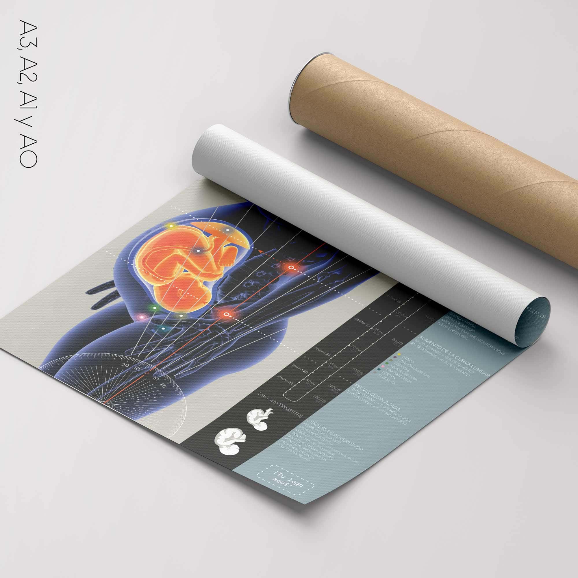 Embarazo y Cambios Posturales