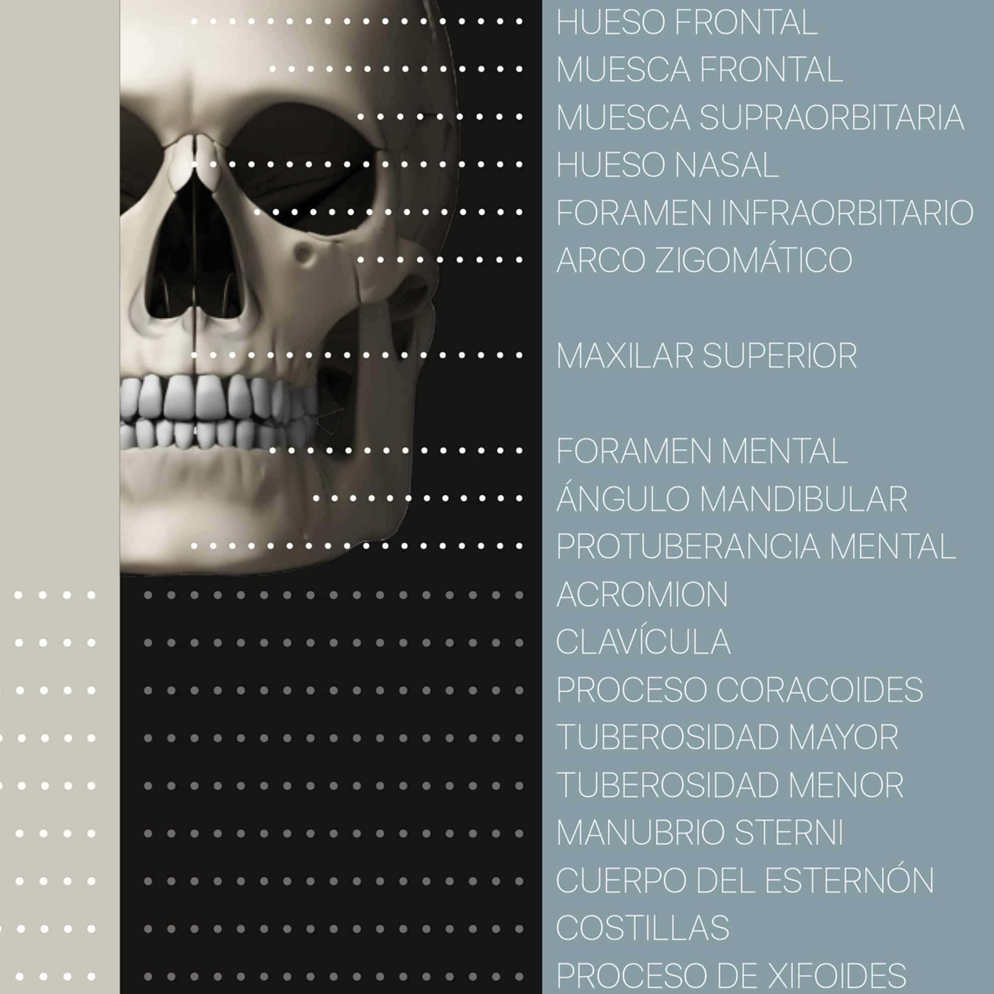 Muscle Structure and Shapes of Skeletal Muscles