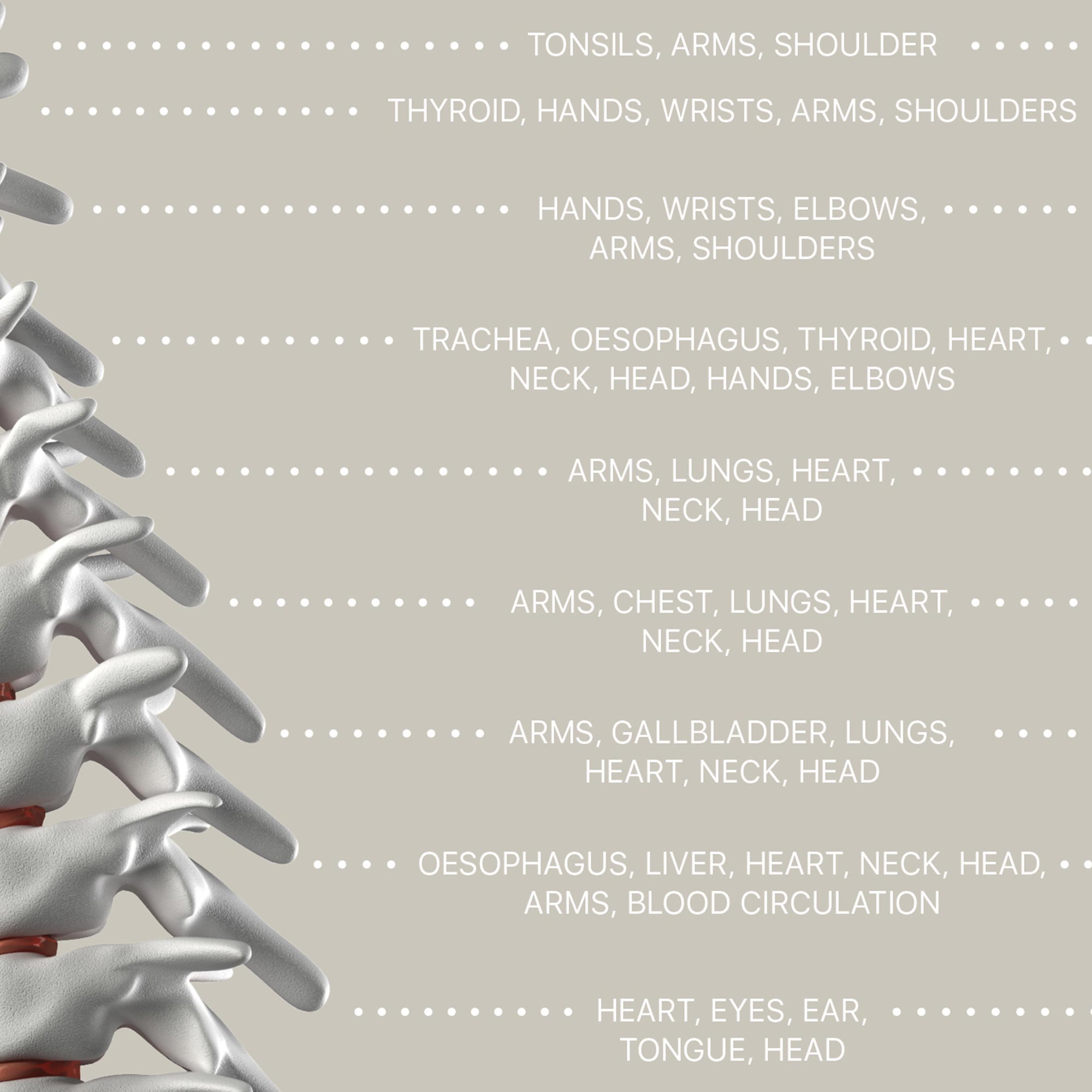 Spinal Nerves Function
