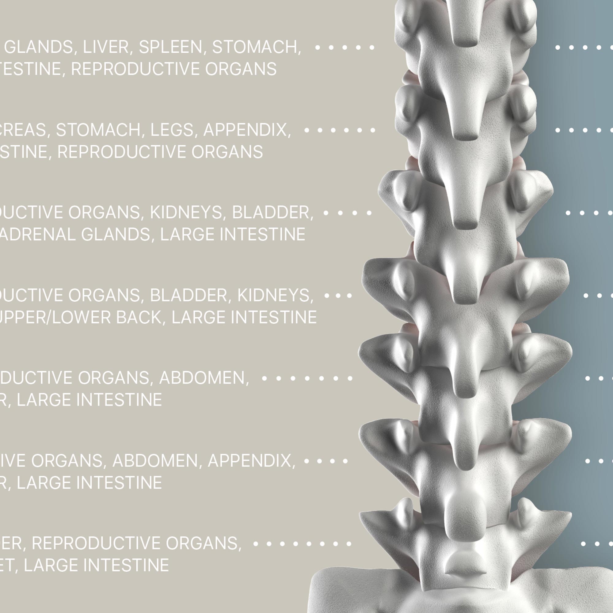 Spinal Nerves Function
