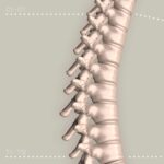 Colonna Vertebrale