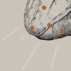 Heart anatomy, postural surface view