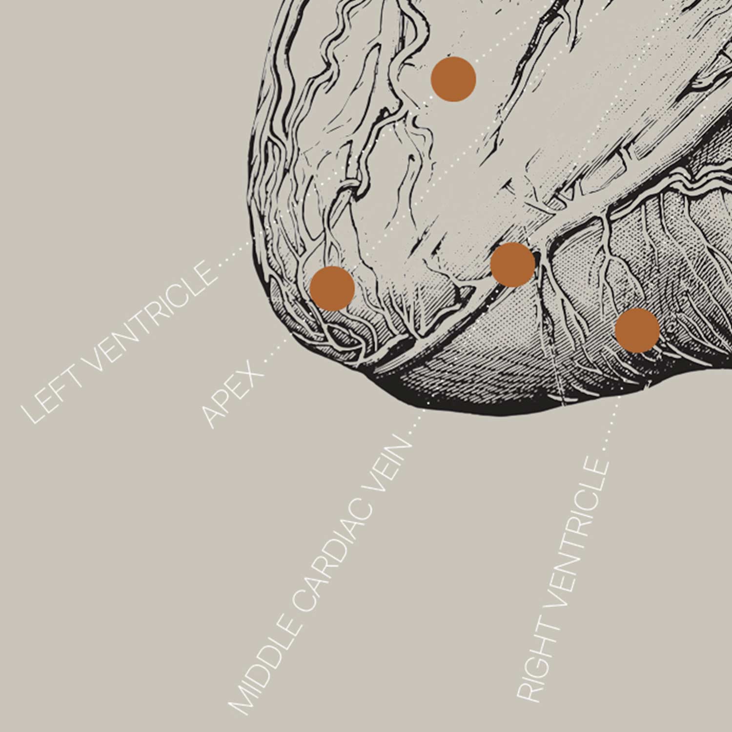 Heart anatomy, postural surface view