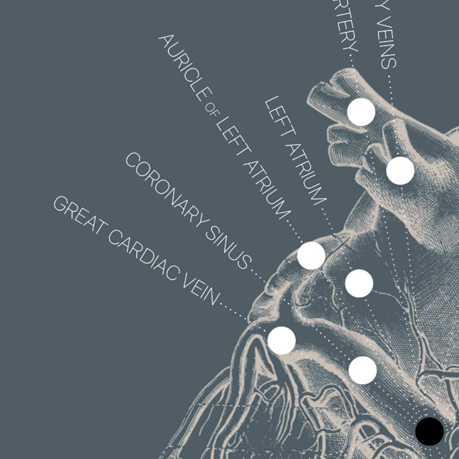 Heart anatomy, postural surface view