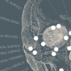 Vintage anatomy artwork from www.educare.design