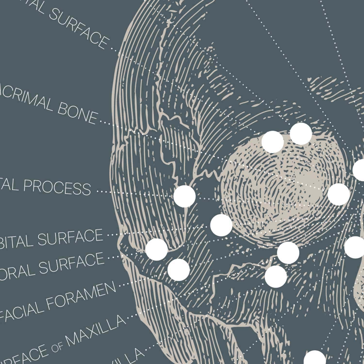 Vintage anatomy artwork from www.educare.design