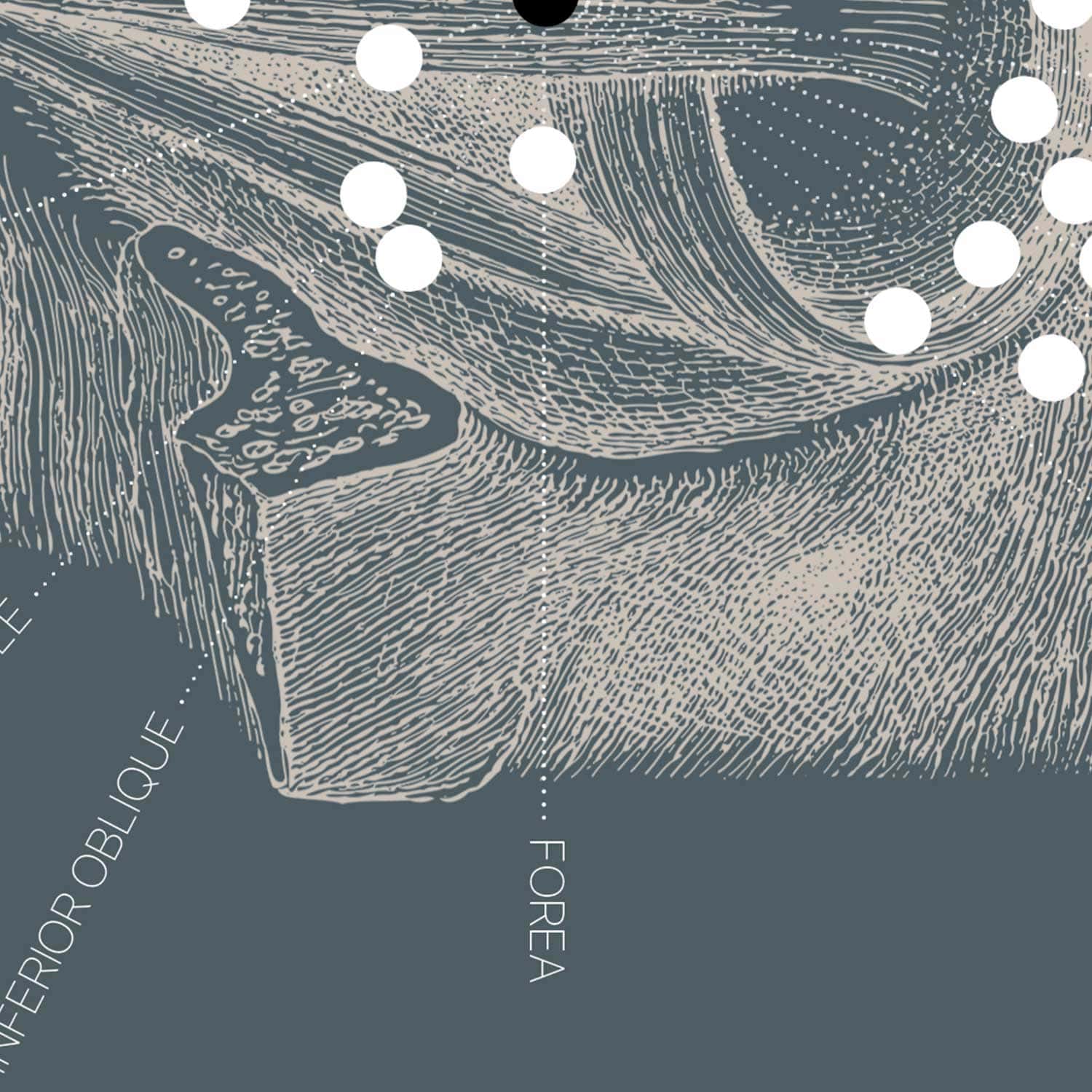 Opere d'arte di anatomia d'epoca da www.educare.design