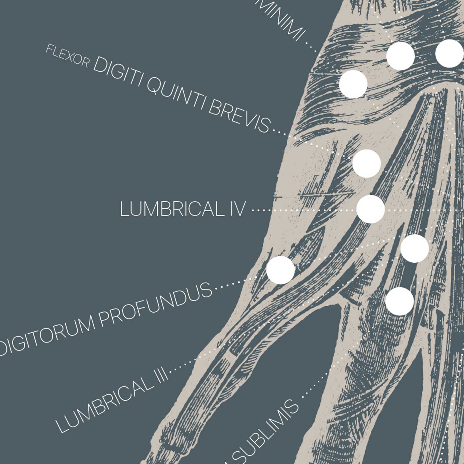 Alte Anatomie-Kunstwerke von www.educare.design