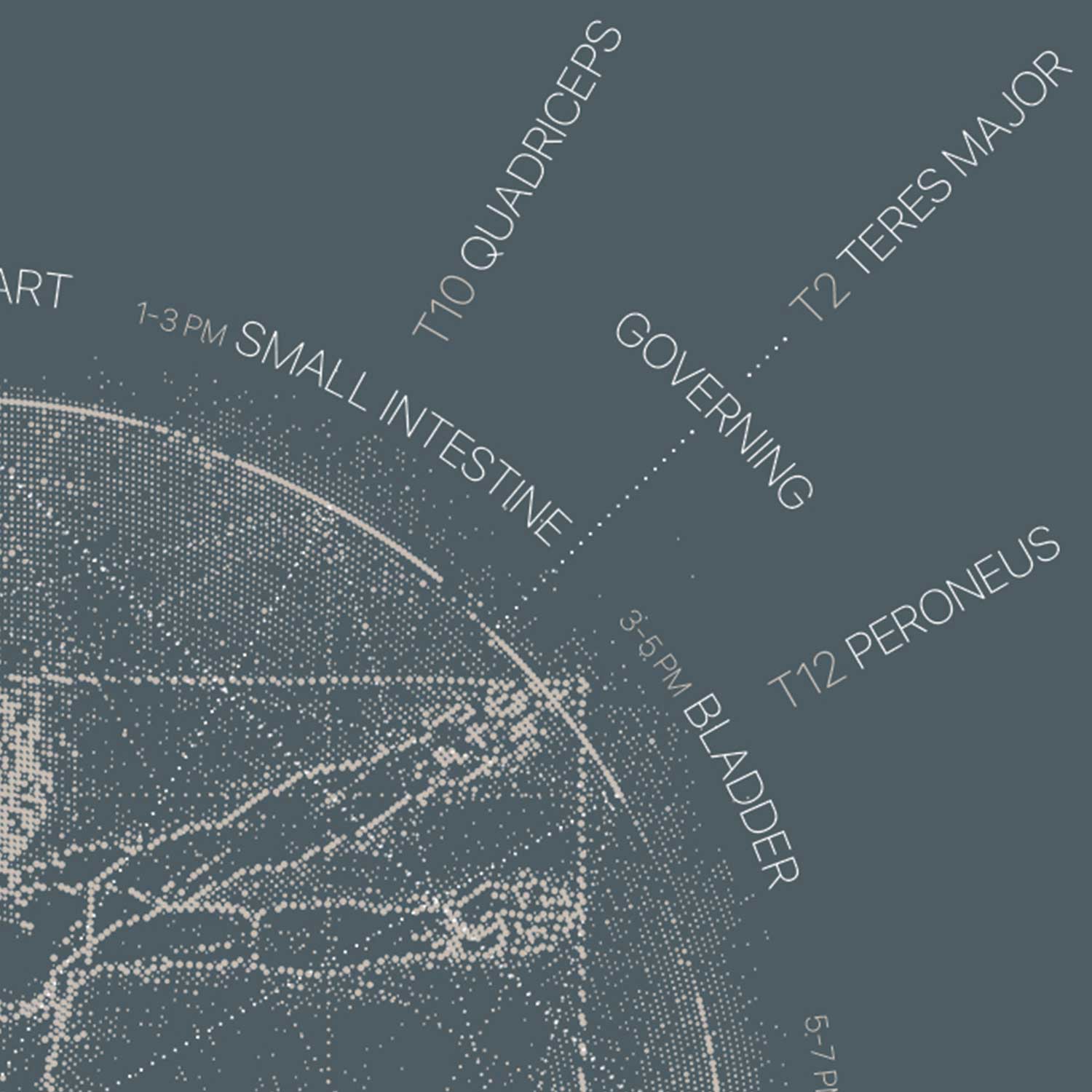 Vintage anatomy artwork from www.educare.design