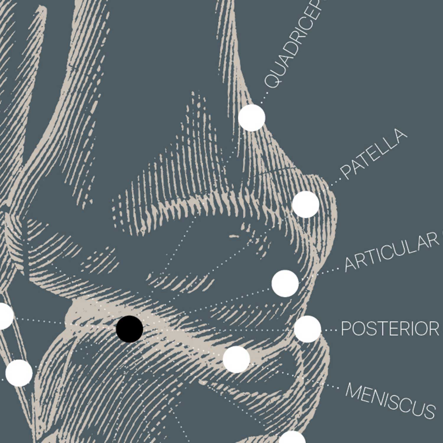 Dessin d'anatomie d'époque sur www.educare.design