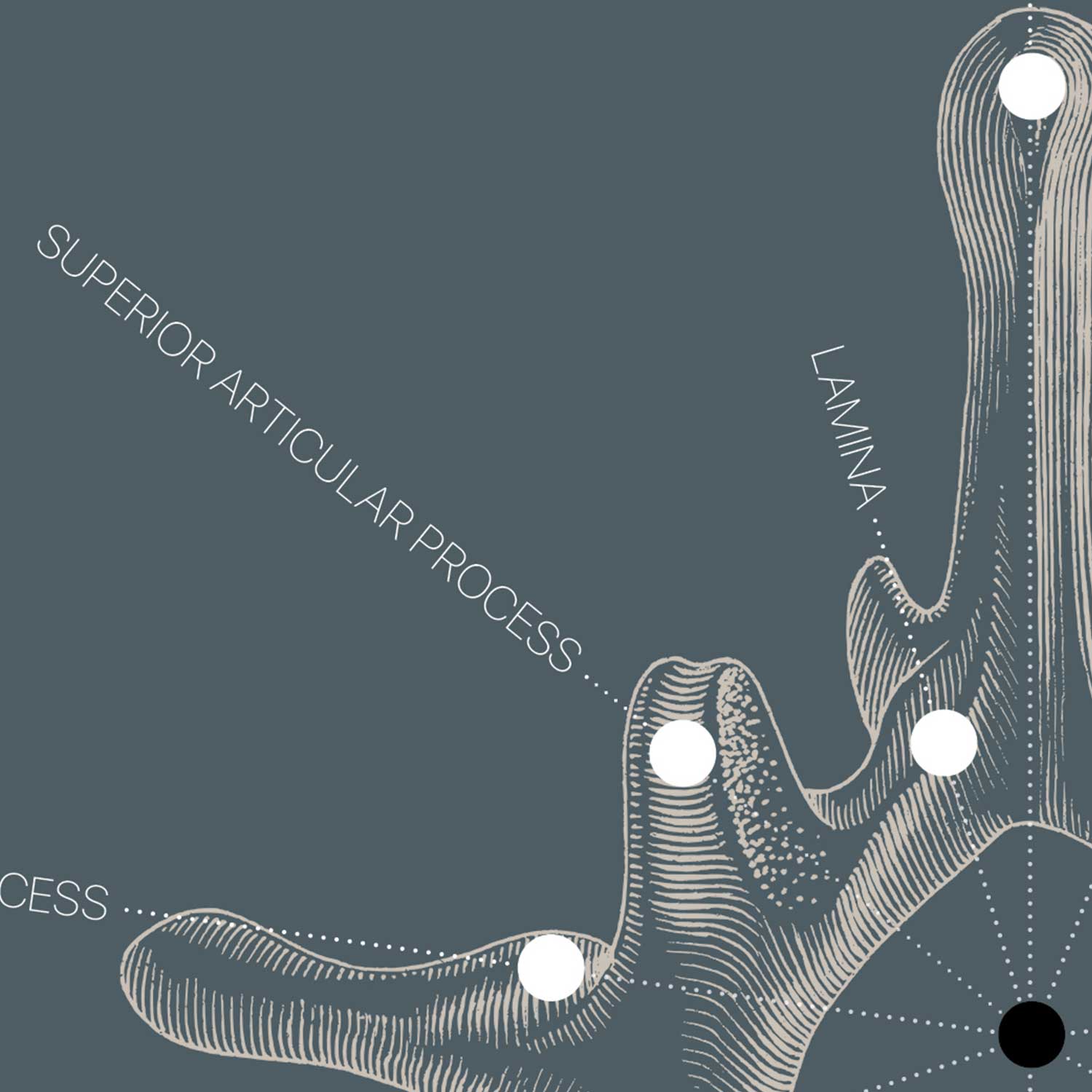 Vintage anatomy artwork from www.educare.design