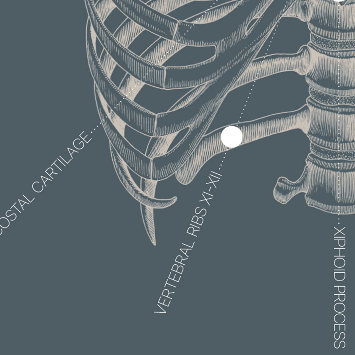 Opere d'arte di anatomia d'epoca da www.educare.design