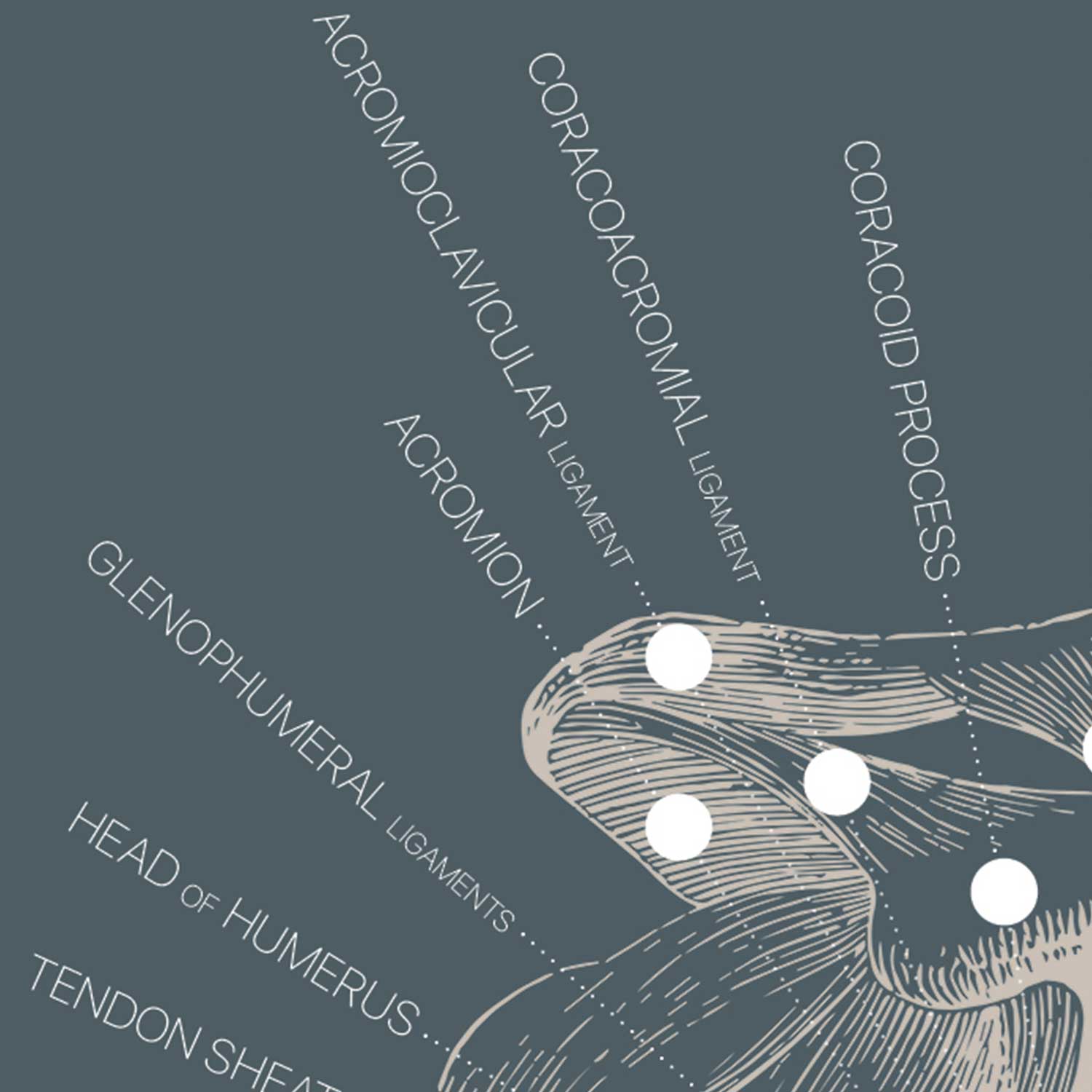 Vintage anatomy artwork from www.educare.design