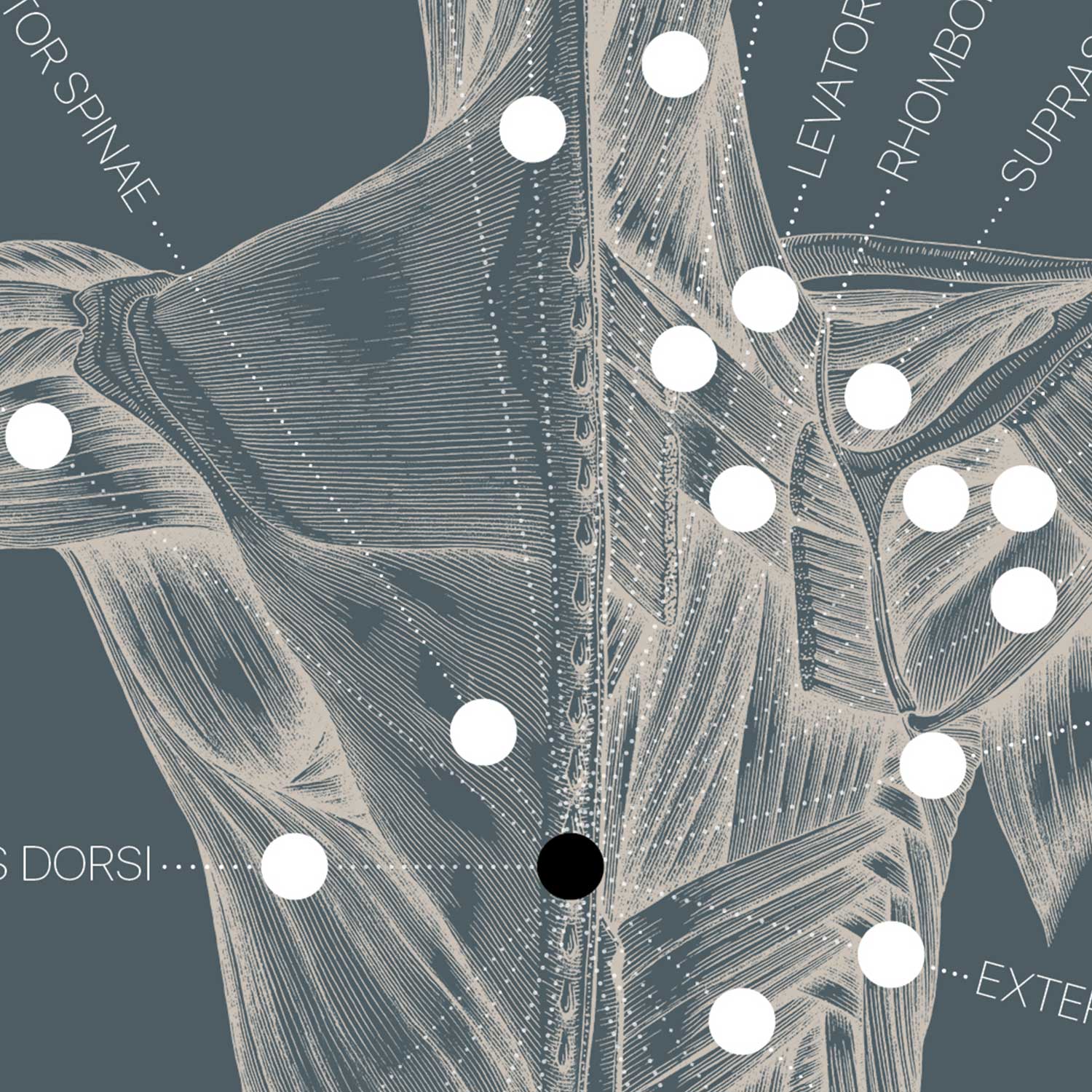 Vintage anatomy artwork from www.educare.design