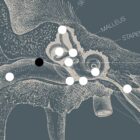 Opere d'arte di anatomia d'epoca da www.educare.design