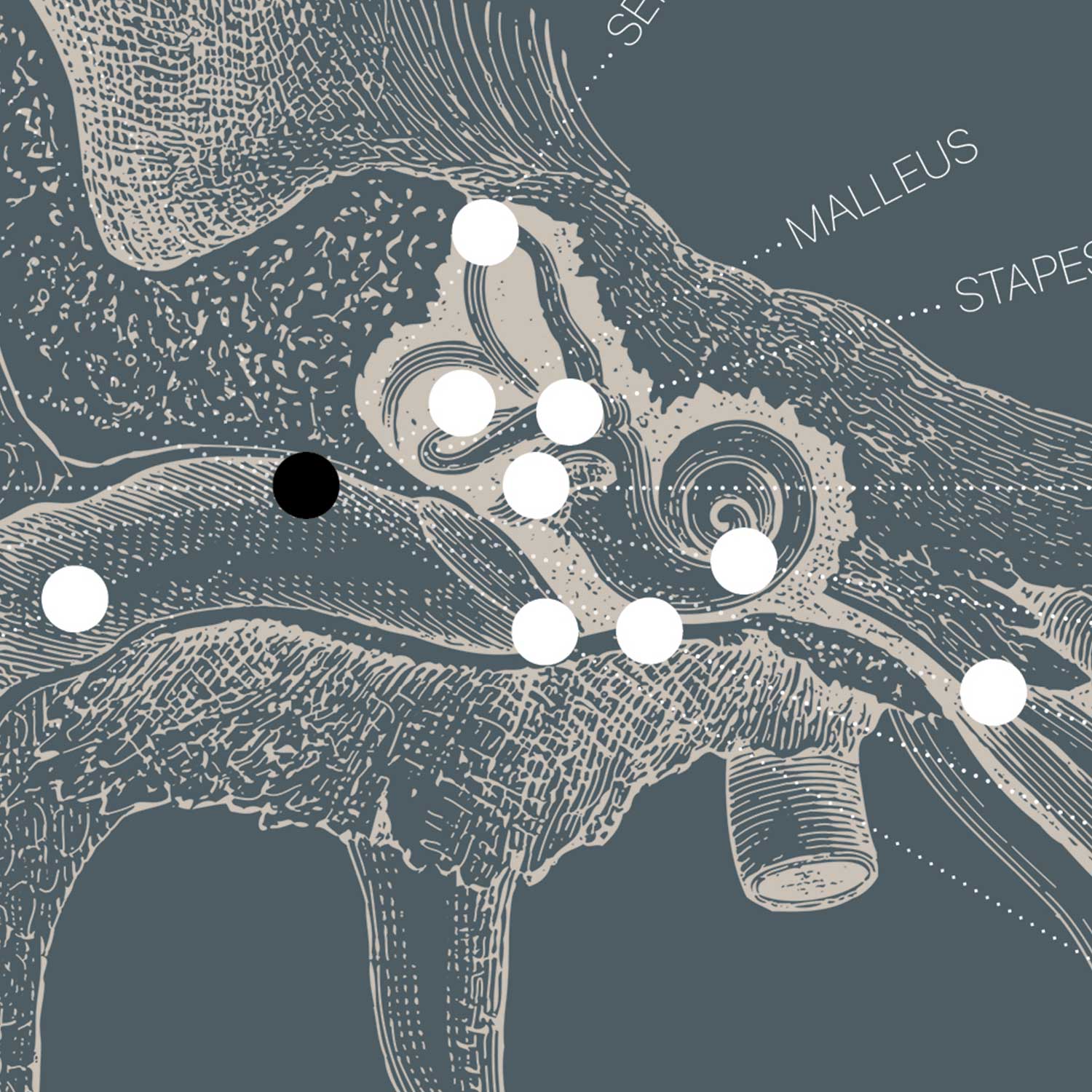 Opere d'arte di anatomia d'epoca da www.educare.design