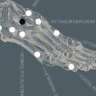 Alte Anatomie-Kunstwerke von www.educare.design