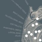 Vintage anatomy artwork from www.educare.design