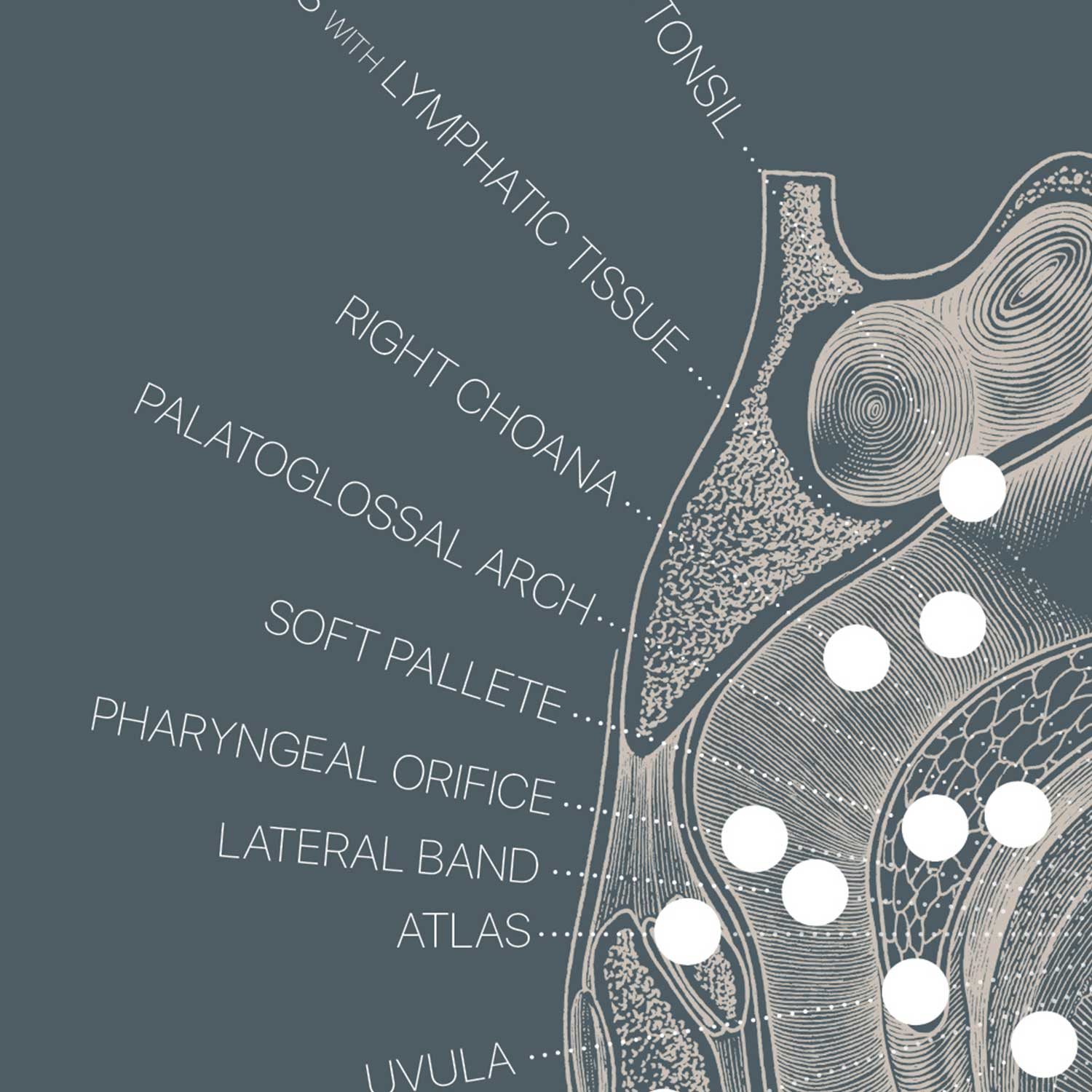 Vintage anatomy artwork from www.educare.design