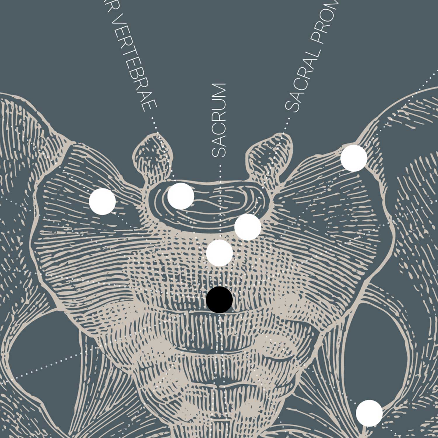 Vintage anatomy artwork from www.educare.design