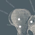 Vintage anatomy artwork from www.educare.design