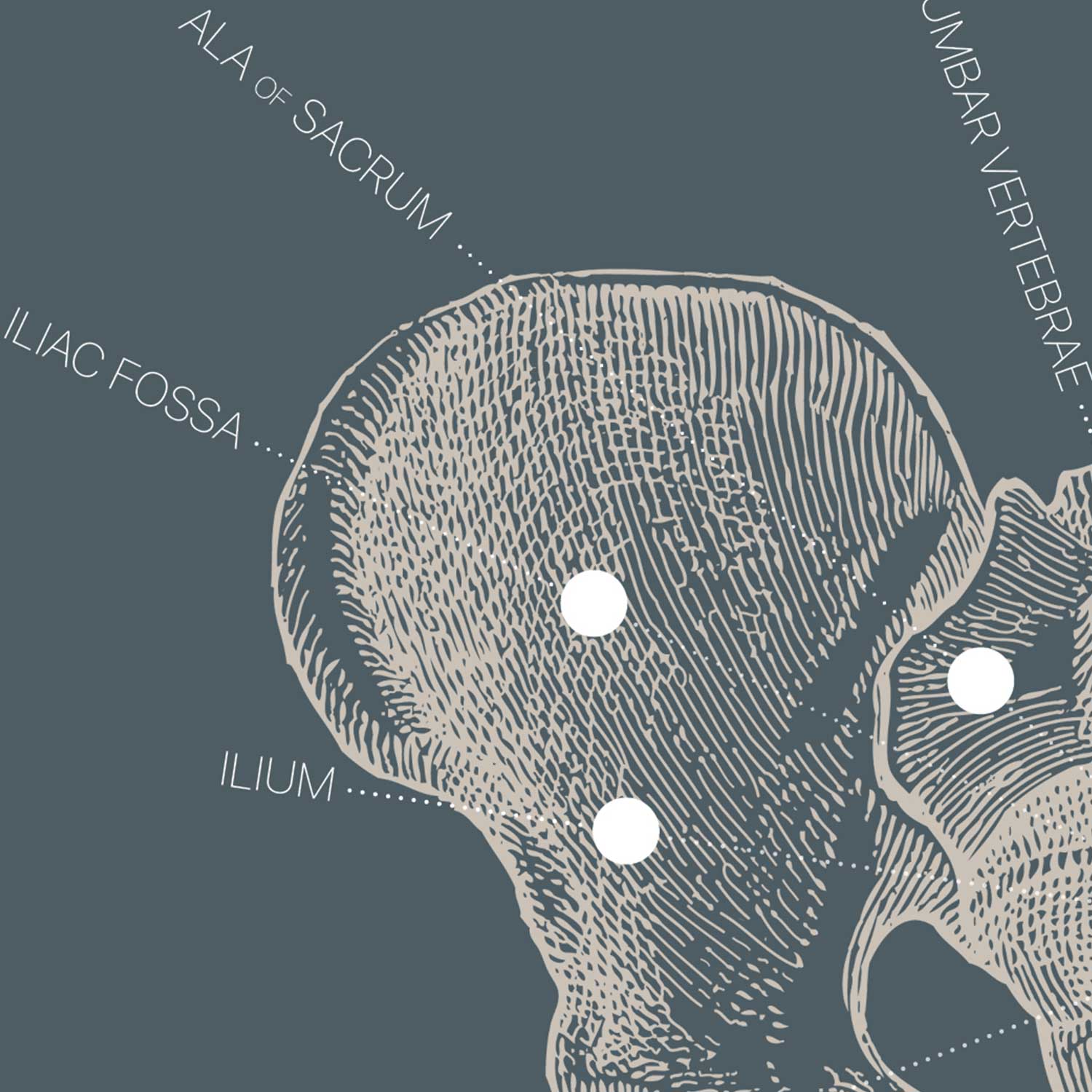 Vintage anatomy artwork from www.educare.design