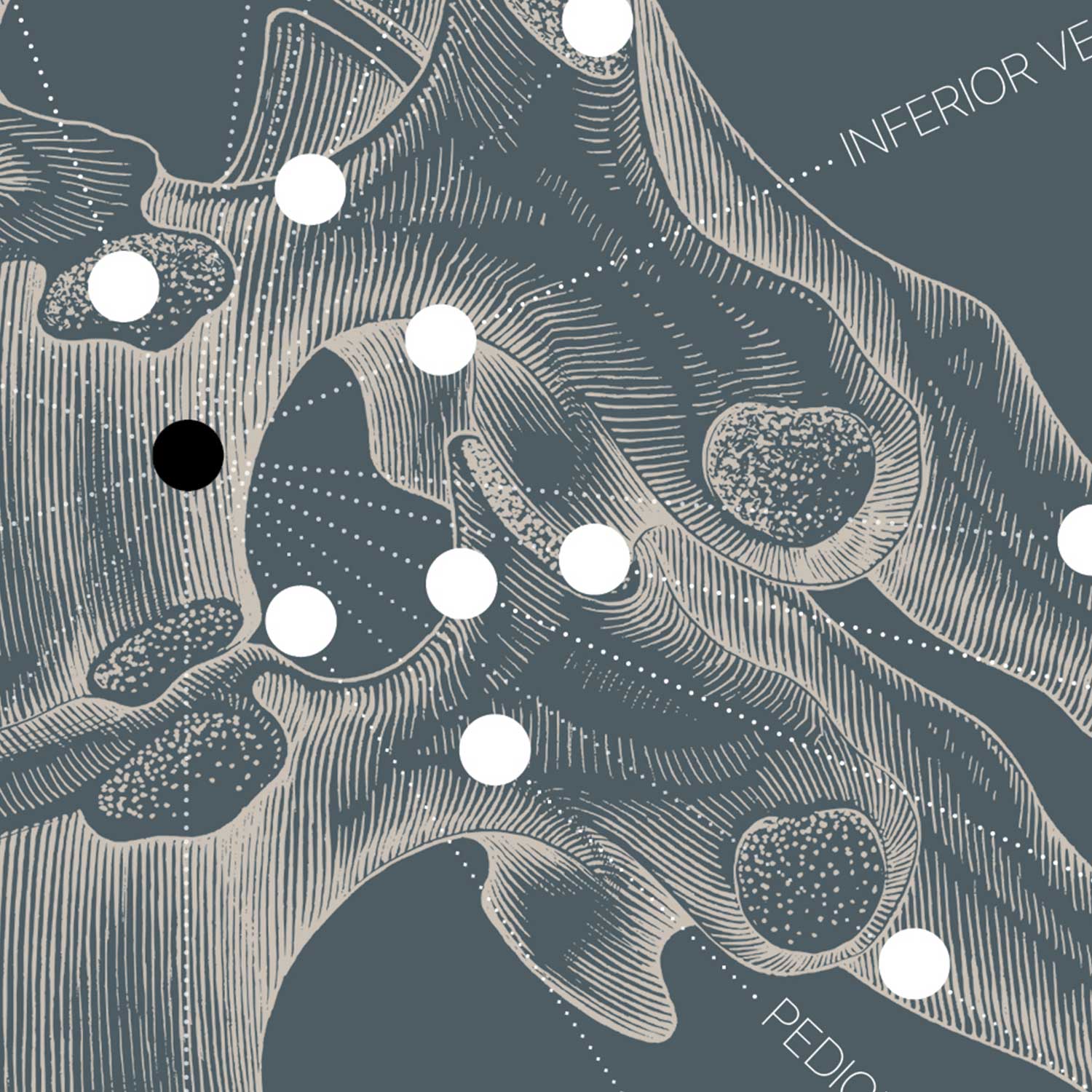 Vintage anatomy artwork from www.educare.design