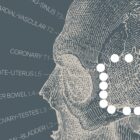 Opere d'arte di anatomia d'epoca da www.educare.design