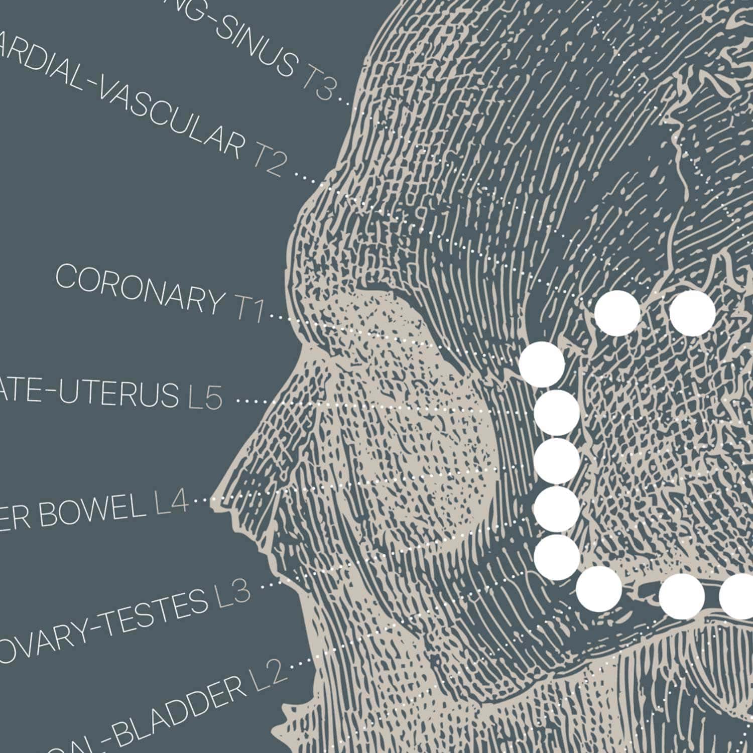 Opere d'arte di anatomia d'epoca da www.educare.design