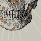 Vintage anatomy artwork from www.educare.design