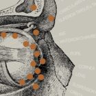 Opere d'arte di anatomia d'epoca da www.educare.design