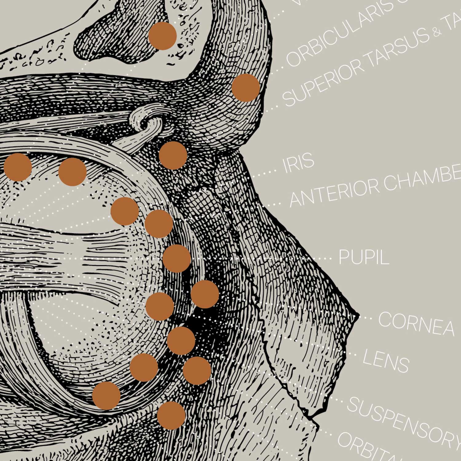 Opere d'arte di anatomia d'epoca da www.educare.design