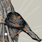 Alte Anatomie-Kunstwerke von www.educare.design