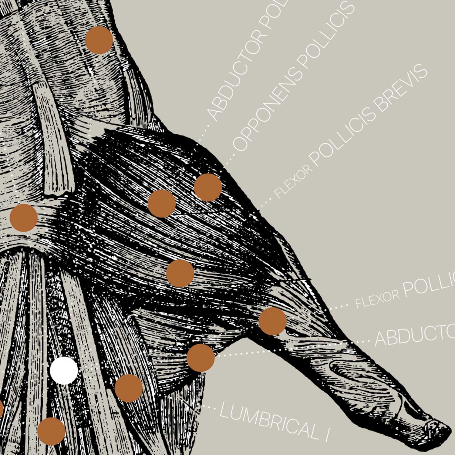 Alte Anatomie-Kunstwerke von www.educare.design