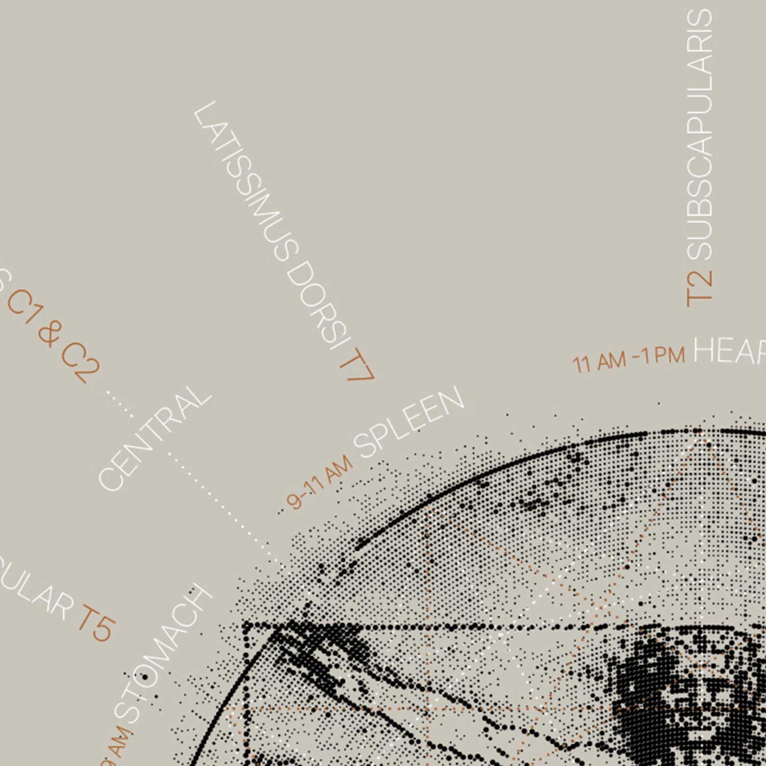 Vintage anatomy artwork from www.educare.design