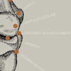 Dessin d'anatomie d'époque sur www.educare.design