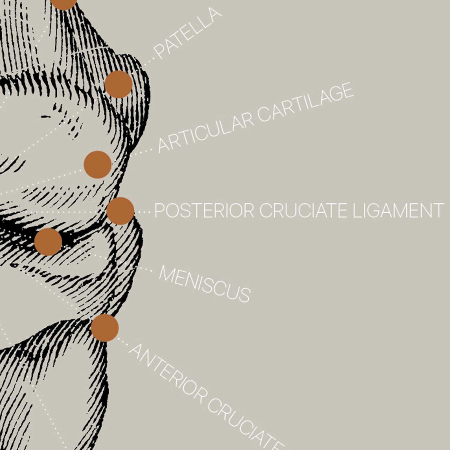 Dessin d'anatomie d'époque sur www.educare.design