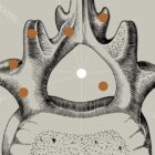 Vintage anatomy artwork from www.educare.design