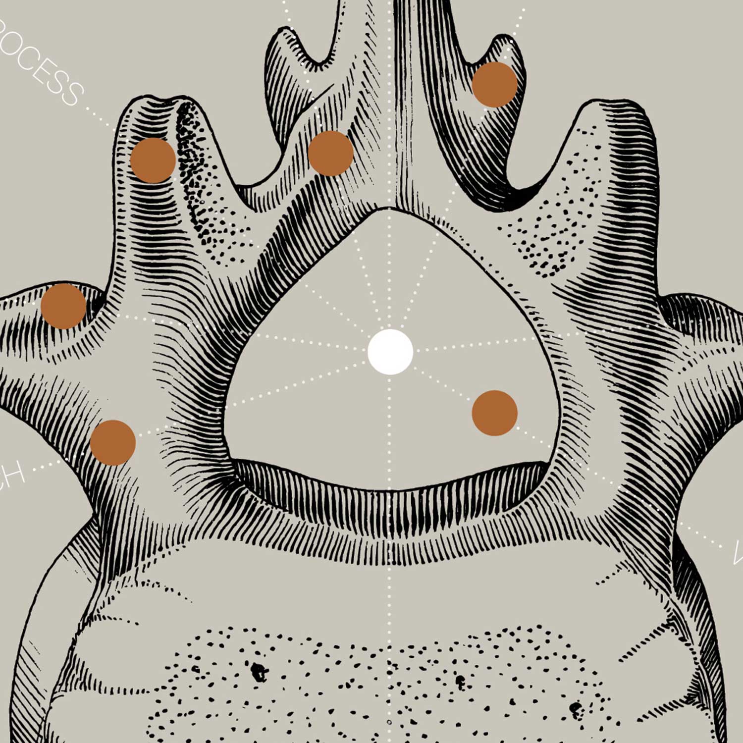 Vintage anatomy artwork from www.educare.design