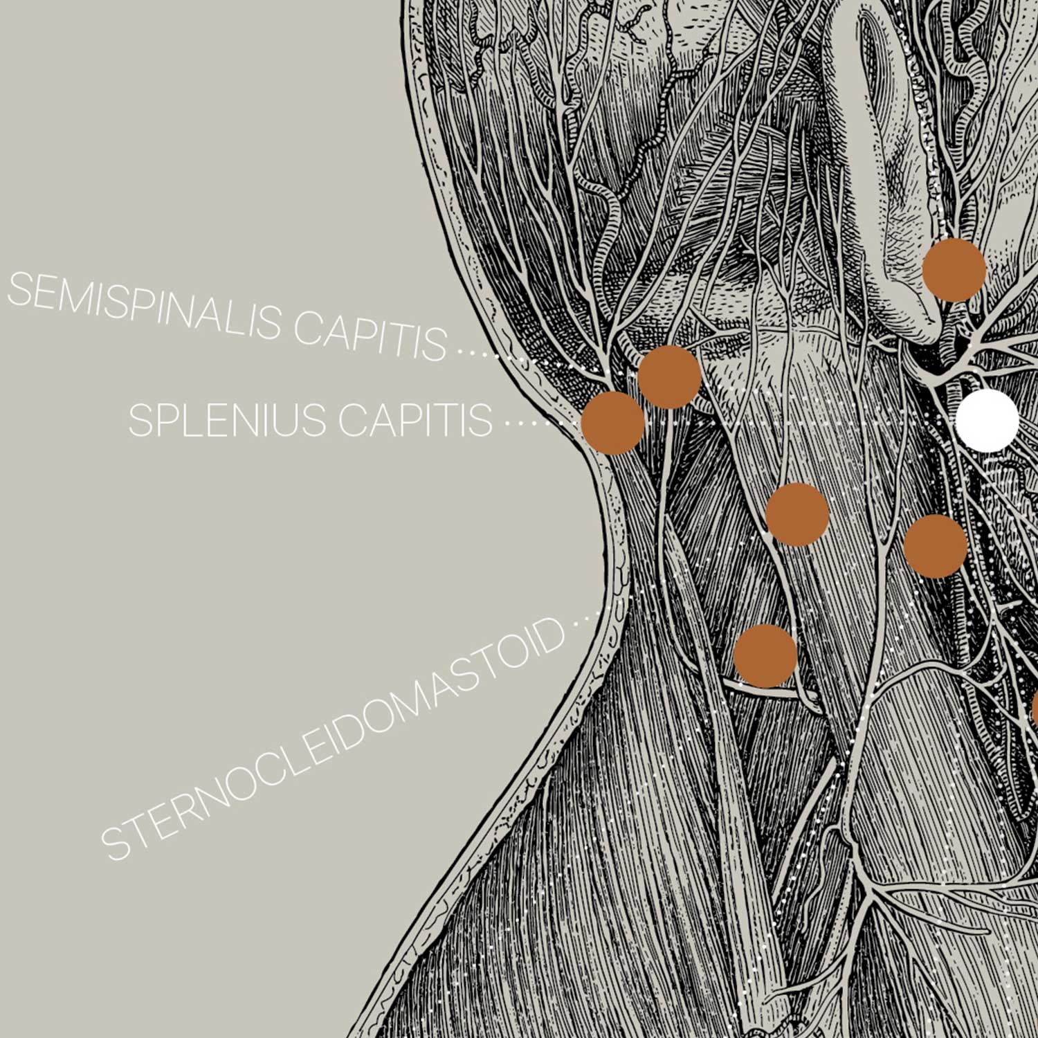 Alte Anatomie-Kunstwerke von www.educare.design