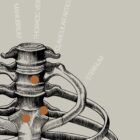 Opere d'arte di anatomia d'epoca da www.educare.design