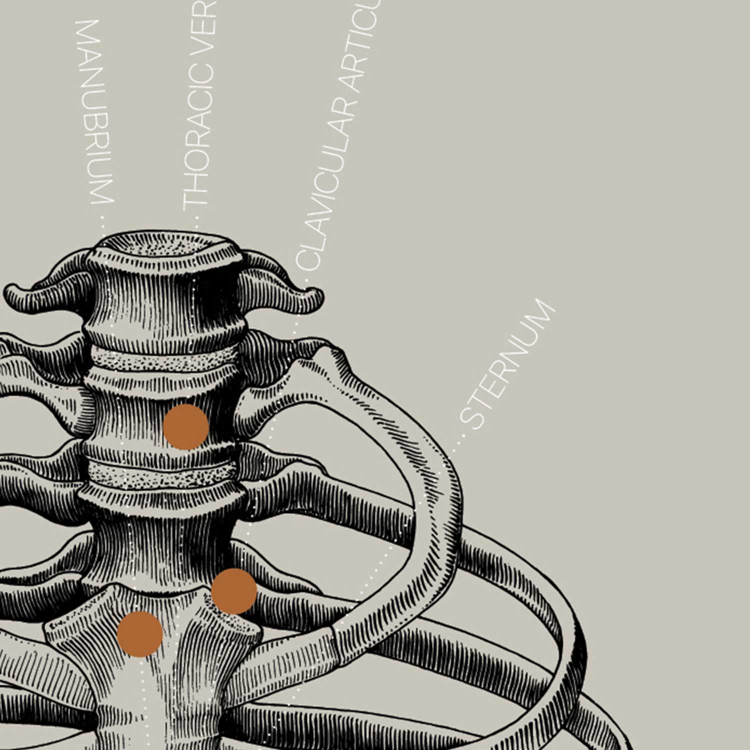 Opere d'arte di anatomia d'epoca da www.educare.design