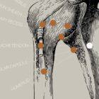 Vintage anatomy artwork from www.educare.design