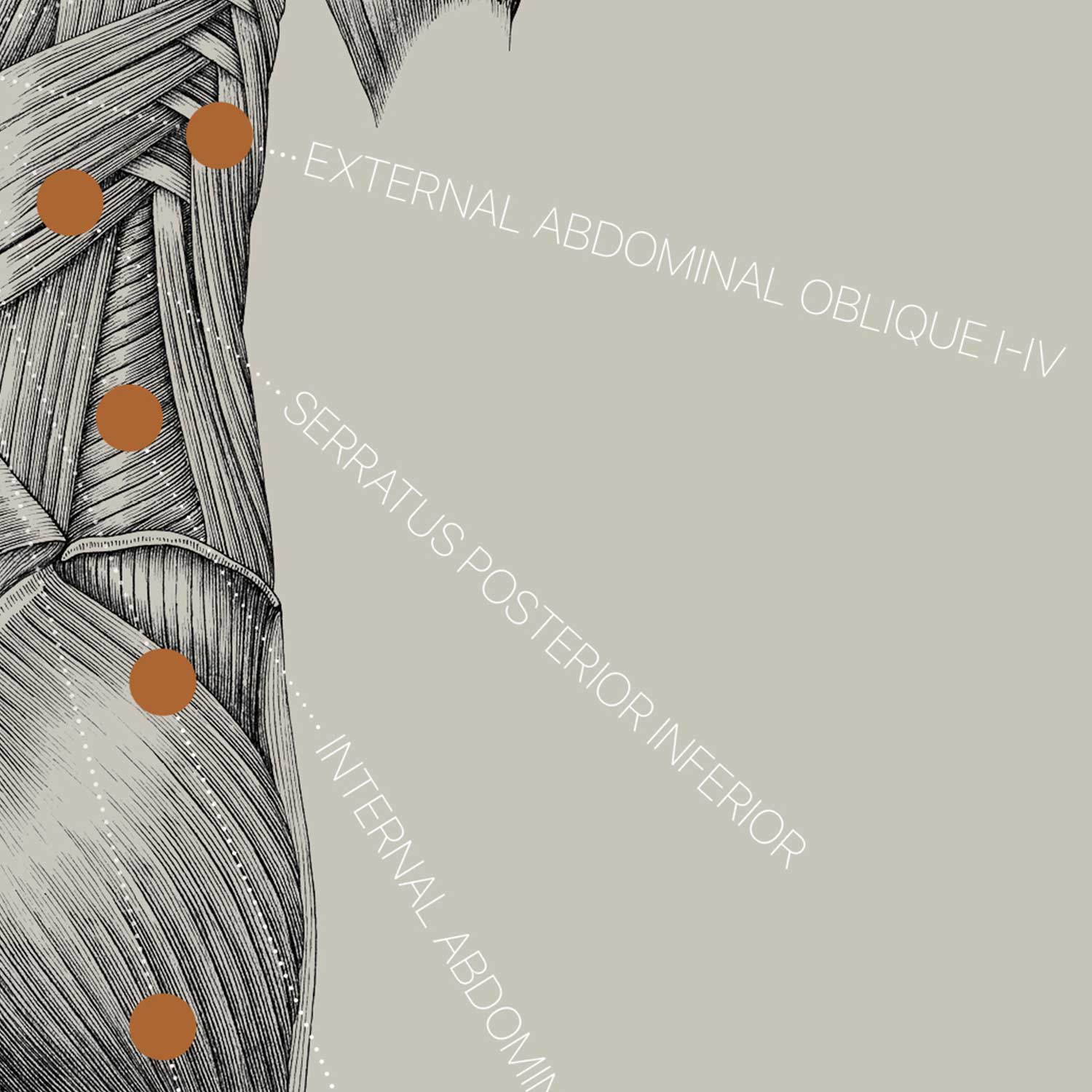 Vintage anatomy artwork from www.educare.design