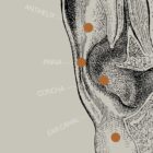 Opere d'arte di anatomia d'epoca da www.educare.design