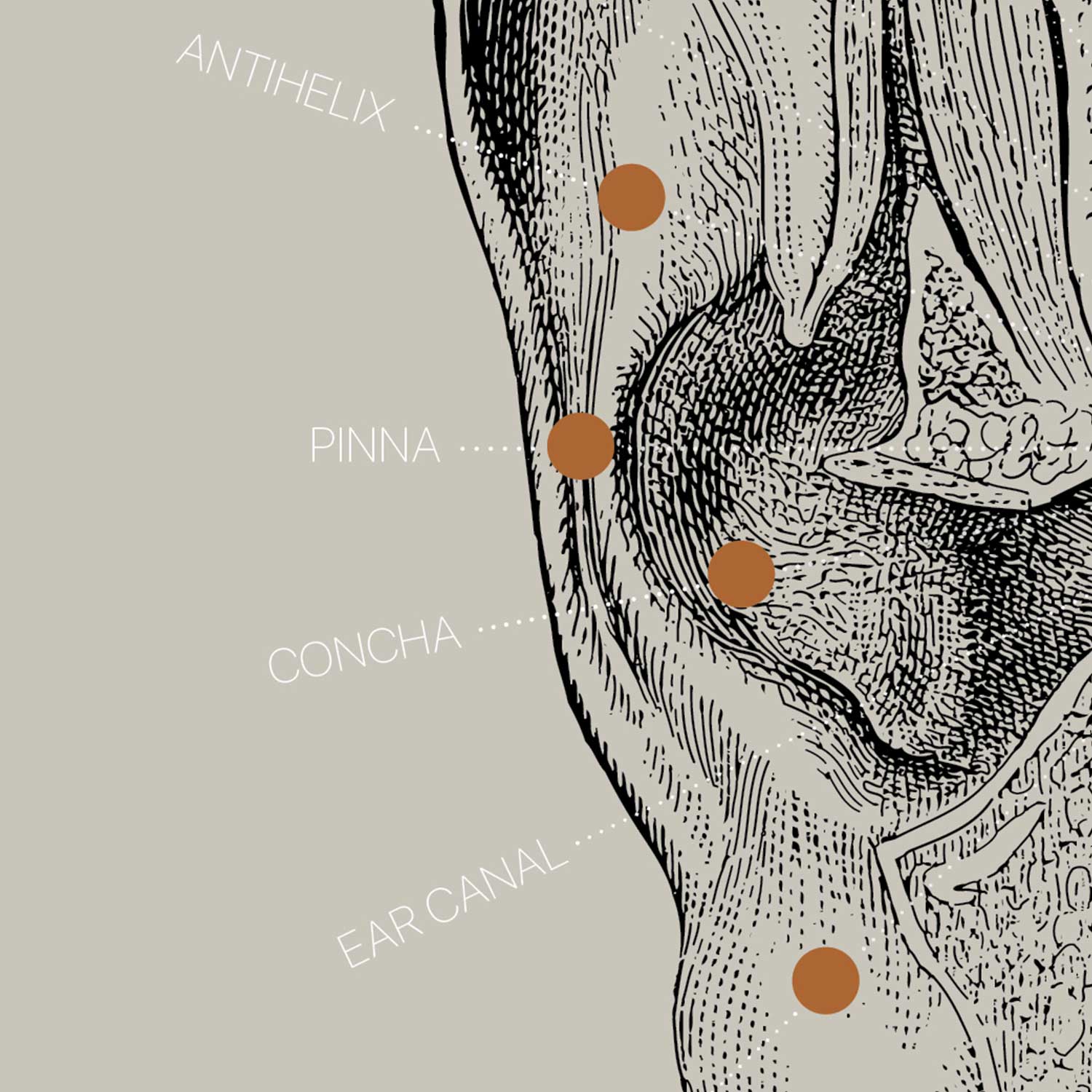 Opere d'arte di anatomia d'epoca da www.educare.design